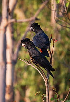 Two Red-tailed black cockatoos (Calyptorhynchus banksii) pair resting in a tree. Leaning Tree Lagoon, Northern Territory, Australia.