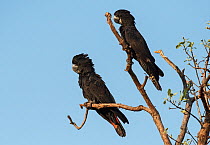 Red-tailed black cockatoo (Calyptorhynchus banksii) pair resting in the upper branches of a eucalyptus tree. Leaning Tree Lagoon, Northern Territory, Australia.