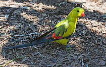 Regent parrot (Polytelis anthopeplus) feeding on border of flower bed in parkland, Cleland, South Australia