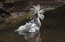 Royal spoonbill (Platalea regia) preening and shaking head feathers, Werribee Sewerage Works, Victoria, Australia