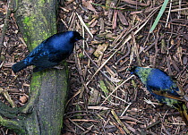 Satin bowerbird (Ptilonorhynchus violaceus) male standing on a log. Immature growing into sixth year adult plumage and inspecting edge of bower,  Werribee, Victoria, Australia