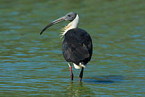 Straw-necked ibis (Threskiornis spinicollis) wading. Werribee Sewerage Farm, Victoria, Australia