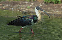 Straw-necked ibis (Threskiornis spinicollis) wading. Werribee Sewerage Farm, Victoria, Australia