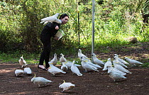 Young woman feeding Sulphur-crested cockatoos (Cacatua galerita) in a park, Sherbourne, Victoria, Australia.