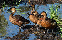 Family group of Wandering whistling ducks (Dendrocygna arcuata) resting together at lake edge, Fogg Dam, Northern Territory, Australia