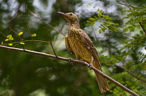 Yellow / Green oriole (Oriolus flavocinctus) perched in tree.  Mary River, Northern Territory, Australia.