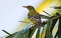 Yellow / Green oriole (Oriolus flavocinctus) perched in tree.  Mary River, Northern Territory, Australia. SMALL REPRO ONLY