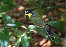 Australasian figbird (Sphecotheres viridis) looking for food. Flinders Range, Victoria, Australia