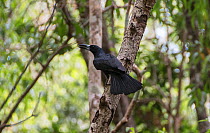 Black butcherbird (Ctracticus quosi) perched,  Darwin, Northern Territory, Australia
