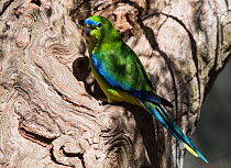Blue-winged Parrot (Neophema chrysostoma) on an old tree stump, Werribee Sewerage Farm, Victoria, Australia