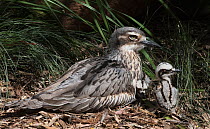 Bush stone-curlew (Burhinus grallarius) with two chicks. Werribee, Victoria, Australia.