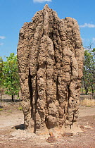 Cathedral termite mound (Nasutitermes triodiae) in typical savanna habitat, Mary River, Northern Territory, Australia