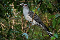 Channel-billed cuckoo (Scythrops novaehollandiae) in forest canopy, Mary River, Northern Territory, Australia.