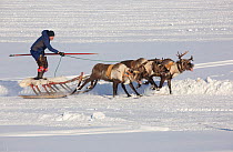 Komi man racing his reindeer while standing up on his sled during a reindeer herders' festival in Saranpaul. Khanty-Mansiysk, Western Siberia, Russia