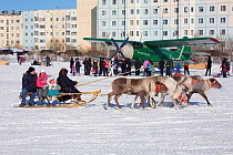 Tourists riding on a reindeer sled at Nenets reindeer herders' festival at Nadym. Yamal, Western Siberia, Russia