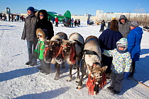 Tourists visiting Nenets reindeer festival, having photograph taken with reindeer.  Nadym. Yamal, Western Siberia, Russia