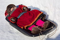 Young Nenets boy sleeping in plastic sled during the Reindeer herders' festival at Nadym. Yamal, Western Siberia, Russia