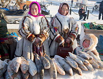Nenets women selling fish at a stall during the reindeer herders' festival in Nadym. Yamal, Western Siberia, Russia