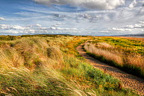 Marram grass (Ammophila arenaria) on dunes, mouth of the Dee Estuary, looking south towards West Kirby, Wirral, UK, August.