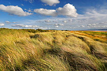 Marram grass (Ammophila arenaria) on dunes, mouth of the Dee Estuary, looking south towards West Kirby, Wirral, UK, August.
