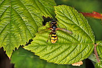 Thick-headed fly (Conops quadrifasciatus) resting on leaf at woodland edge Cheshire, UK, July