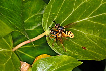 Thick-headed Fly (Leopoldius signatus of family Conopidae) pair mating on Ivy (Hedera helix) leaf Cheshire UK September 59749