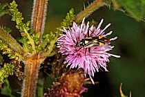 Bug (Grypocoris stysi) on Creeping Thistle (Cirsium arvense) flowerat the edge of woodland Cheshire UK August 55983