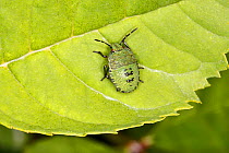 Green Shield Bug (Palomena prasina) nymph resting on leaf at the edge of woodland, North Wales, UK, August.