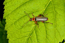 Beetle (Cantharis nigricans) resting on leaf at edge of meadow, Cheshire, UK, May.