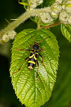 Wasp beetle (Clytus arietis) resting on leaf in woodland Cheshire, UK, June.