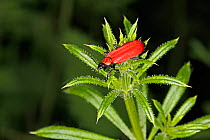 Black-headed cardinal beetle (Pyrochroa coccinea) at edge of woodland, Cheshire, UK, June.