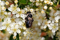 Grey-haired mining bee (Andrena cineraria) feeding on Cotoneaster flowers in garden, Cheshire, UK, June.