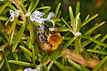Hairy-footed flower bee (Anthophora furcata) male feeding on Rosemary (Rosmarinus officinalis) flower in garden Cheshire, UK, April.