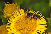 Bee (Coelioxys conoidea) female feeding on Common Fleabane (Pulicaria dysenterica) flower Cheshire, UK,  August.