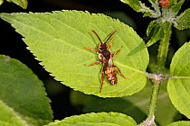 Nomad Bee (Nomada sp) resting on leaf at woodland edge Cheshire, UK, May.