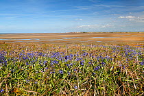 Bluebells (Endymion non-scriptus) growing on Little Hilbre Island situated in the mouth of the Dee Estuary, Wirral, UK. May.