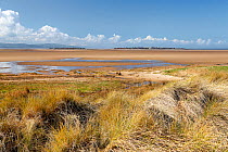 Hilbre Island and Little Hilbre Island viewed from the dunes near Hilbre Point at the mouth of the Dee Estuary, Wirral, UK. March 2016.