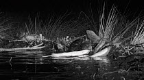 Eurasian beaver (Castor fiber) adding a branch to its dam, Tayside, Scotland, UK, May. Filmed at night using a remote camera and infra red light.