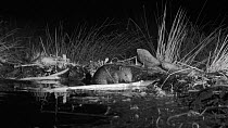 Eurasian beaver (Castor fiber) adding mud to its dam, Tayside, Scotland, UK, May. Filmed at night using a remote camera and infra red light.