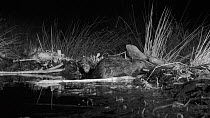 Eurasian beaver (Castor fiber) adding a branch to its dam, Tayside, Scotland, UK, May. Filmed at night using a remote camera and infra red light.