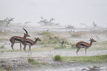 Thomson's gazelle (Eudorcas thomsonii) male and two females standing in  rainstorm, Masai Mara Game Reserve, Kenya.