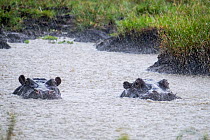 Two submerged Hippopotamuses (Hippopotamus amphibius) in heavy rain, Musiara Marsh, Masai Mara Game Reserve, Kenya.