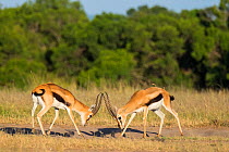 Two male Thomson's gazelles (Eudorcas thomsonii) fighting, Masai Mara Game Reserve, Kenya.