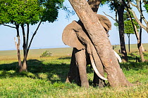 African elephant (Loxodonta africana) bull with a radio collar marking his territory by rubbing against a tree, Musiara Marsh, Masai Mara Game Reserve, Kenya.