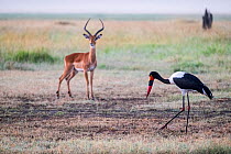 Female Saddle-billed stork (Ephippiorhynchus senegalensis) foraging and alert Impala (Aepyceros melampus), Masai Mara Game Reserve, Kenya.