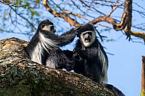Two Guereza colobus monkeys (Colobus guereza) grooming, Lake Naivasha, Kenya.