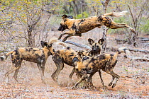 Pack of African wild dogs (Lycaon pictus) playing, Motswari Game Reserve, South Africa.