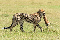 Female Cheetah (Acinonyx jubatus) carrying a Thomson's gazelle calf to her cubs, Masai Mara Game Reserve, Kenya.