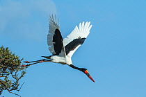 Male Saddle-billed stork (Ephippiorhynchus senegalensis), leaving the nest to collect materials, Masai Mara Game Reserve, Kenya.