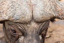 Close up of male African buffalo (Syncerus caffer) head showing the 'boss' where the base of the horns are fused together, Sabi Sands Private Game Reserve, South Africa.